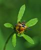 Gymnosoma sp.